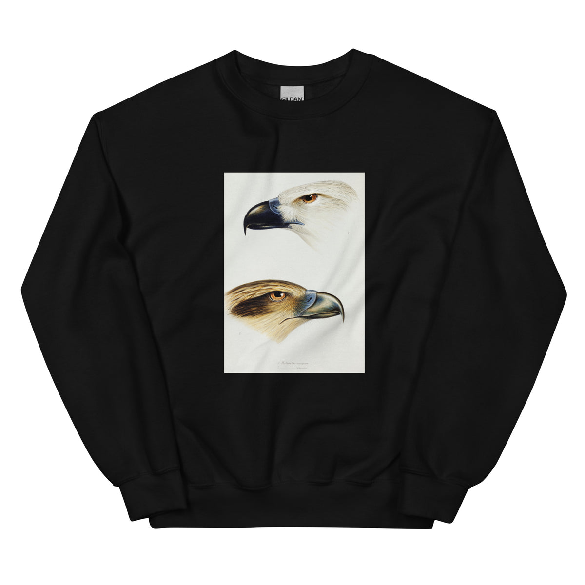Black Sweater 1 White-Bellied Sea Eagle Haliaeetus Leucogaster 2 Whistling Kite Haliastur Sphenurus Illustrated Essential