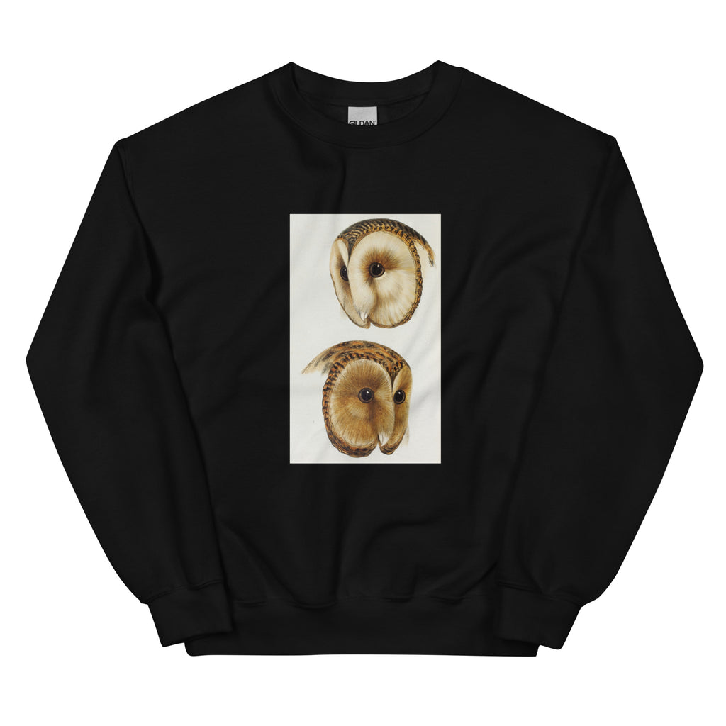Black Sweater 1 Masked Barn Owl Strix Personata 2 Tasmanian Masked Owl Strix Castanops Illustrated Essential
