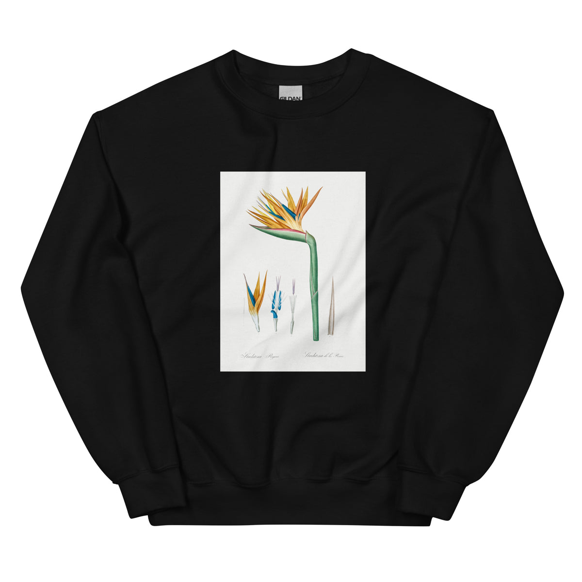 Black Sweater Bird Of Paradise Illustration Essential