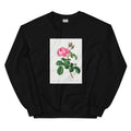 Black Sweater Cabbage Rose Rosa Centifolia Essential