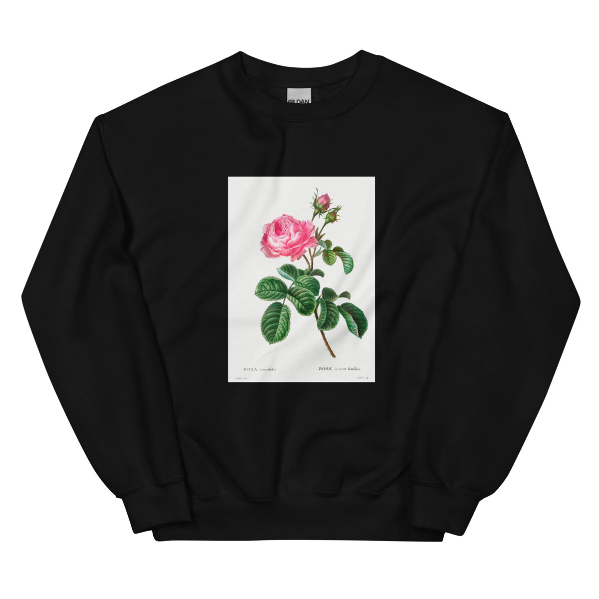 Black Sweater Cabbage Rose Rosa Centifolia Essential