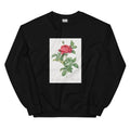 Black Sweater Rosa Gallica Pontiana Also Known As Bridge Rose Essential