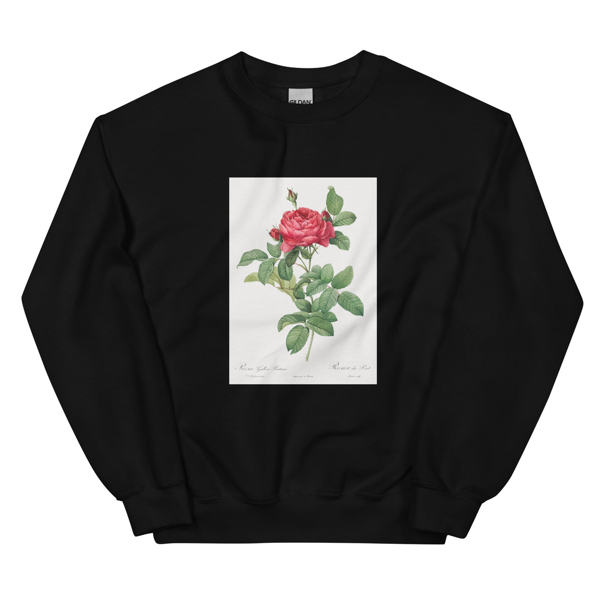 Black Sweater Rosa Gallica Pontiana Also Known As Bridge Rose Essential
