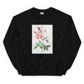 Black Sweater Old Blush China Also Known As Common Rose Of India Rosa Indica Vulgaris Essential