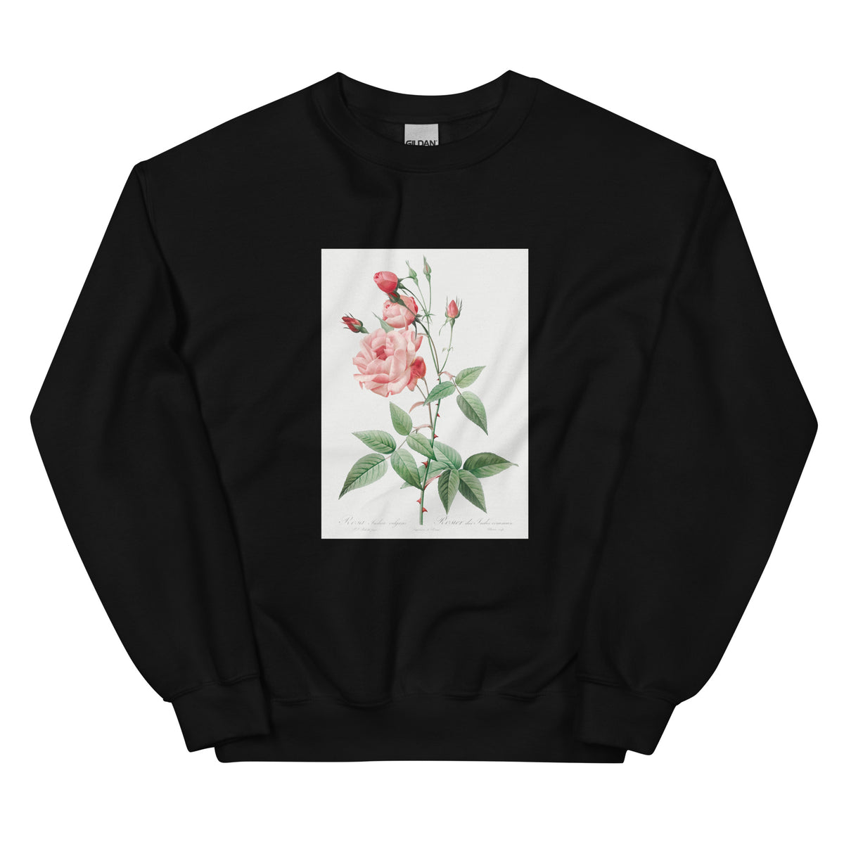 Black Sweater Old Blush China Also Known As Common Rose Of India Rosa Indica Vulgaris Essential