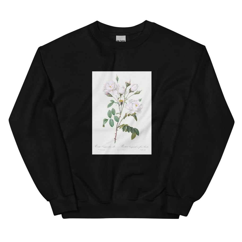 Black Sweater Rosa Campanulata Alba Also Known As Pink Bellflowers To White Flowers Essential
