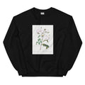 Black Sweater Rosa Campanulata Alba Also Known As Pink Bellflowers To White Flowers Essential
