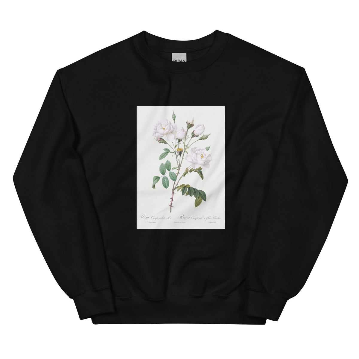 Black Sweater Rosa Campanulata Alba Also Known As Pink Bellflowers To White Flowers Essential
