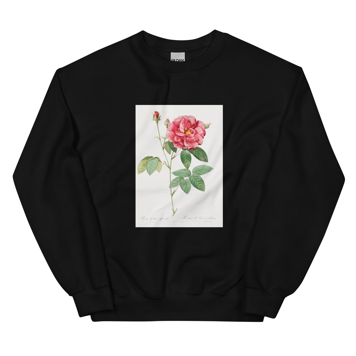 Black Sweater French Rose Also Known As Ordinary Provins Rosebush Rosa Galluca Offuenalis Essential