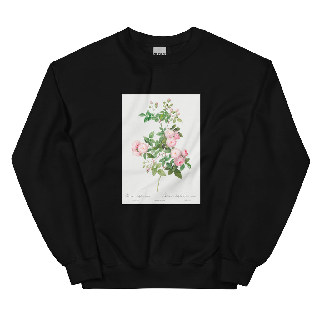 Black Sweater Flesh-Pink Multiflora Rosa Multiflora Carnea Essential