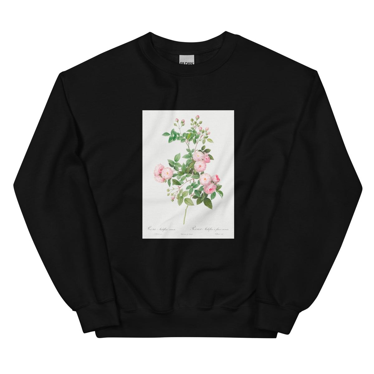 Black Sweater Flesh-Pink Multiflora Rosa Multiflora Carnea Essential