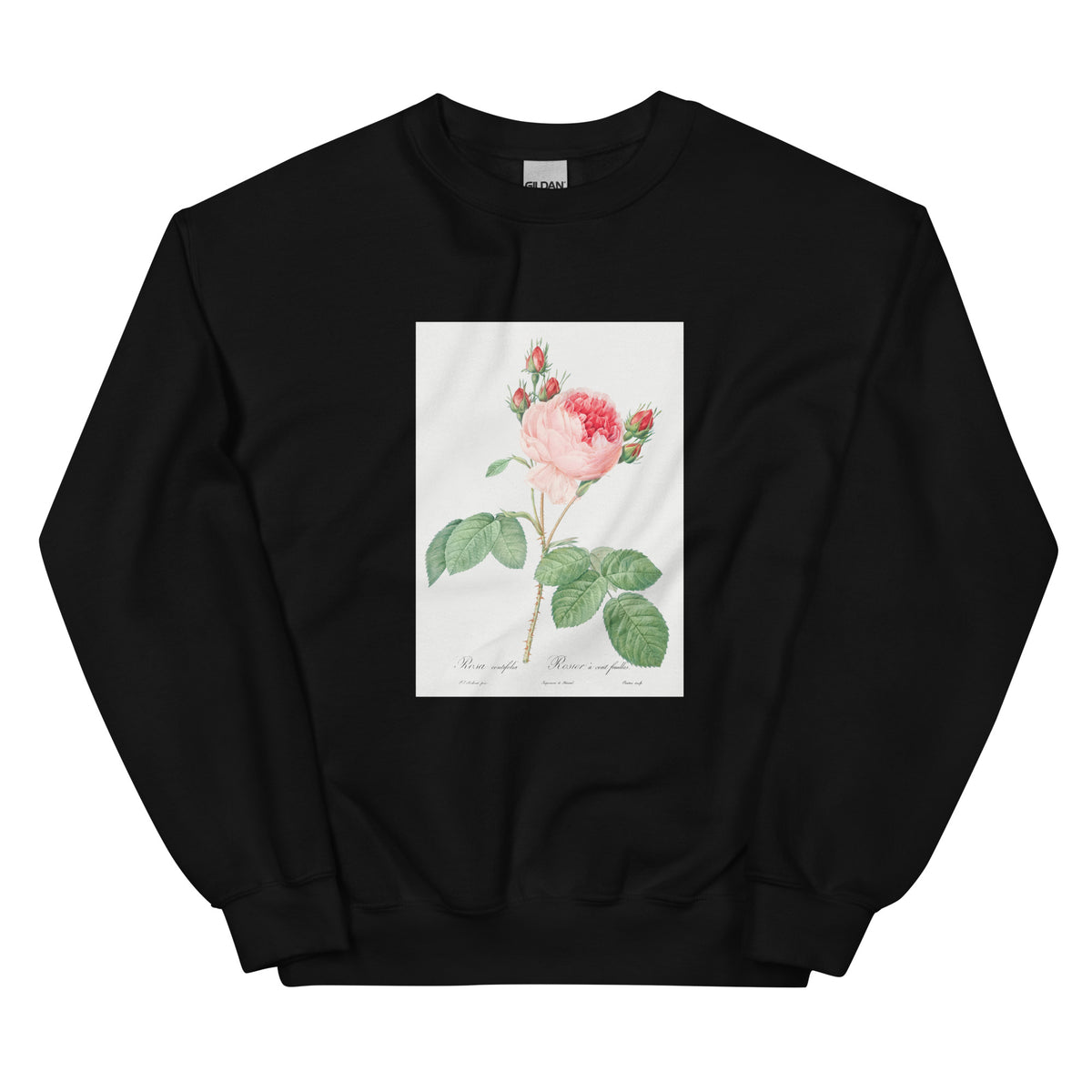 Black Sweater Cabbage Rose Also Known As One Hundred-Leaved Rose Rosa Centifolia Essential