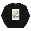 Black Sweater Rosa X Alba Also Known As The White Leaf Of Fleury Rosa Alba Foliacea Essential