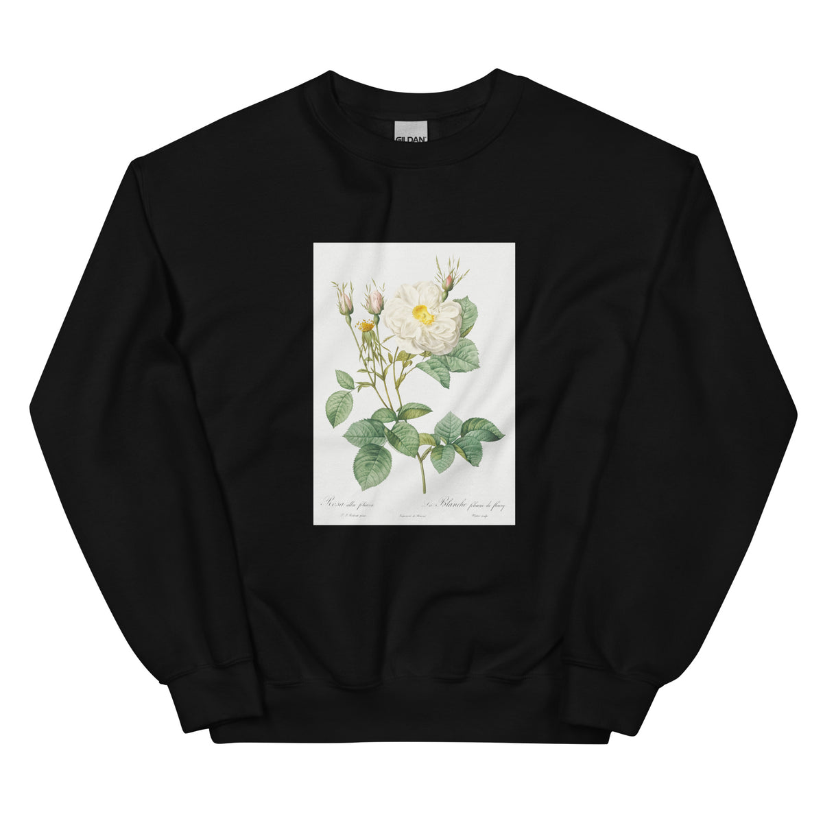 Black Sweater Rosa X Alba Also Known As The White Leaf Of Fleury Rosa Alba Foliacea Essential