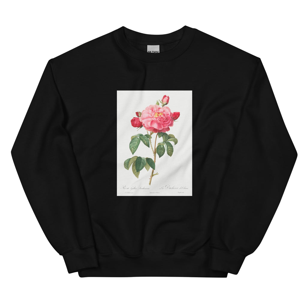 Black Sweater Gallic Rose Also Known As The Duchess Of Orleans Rosa Gallica Aurelianensis Essential