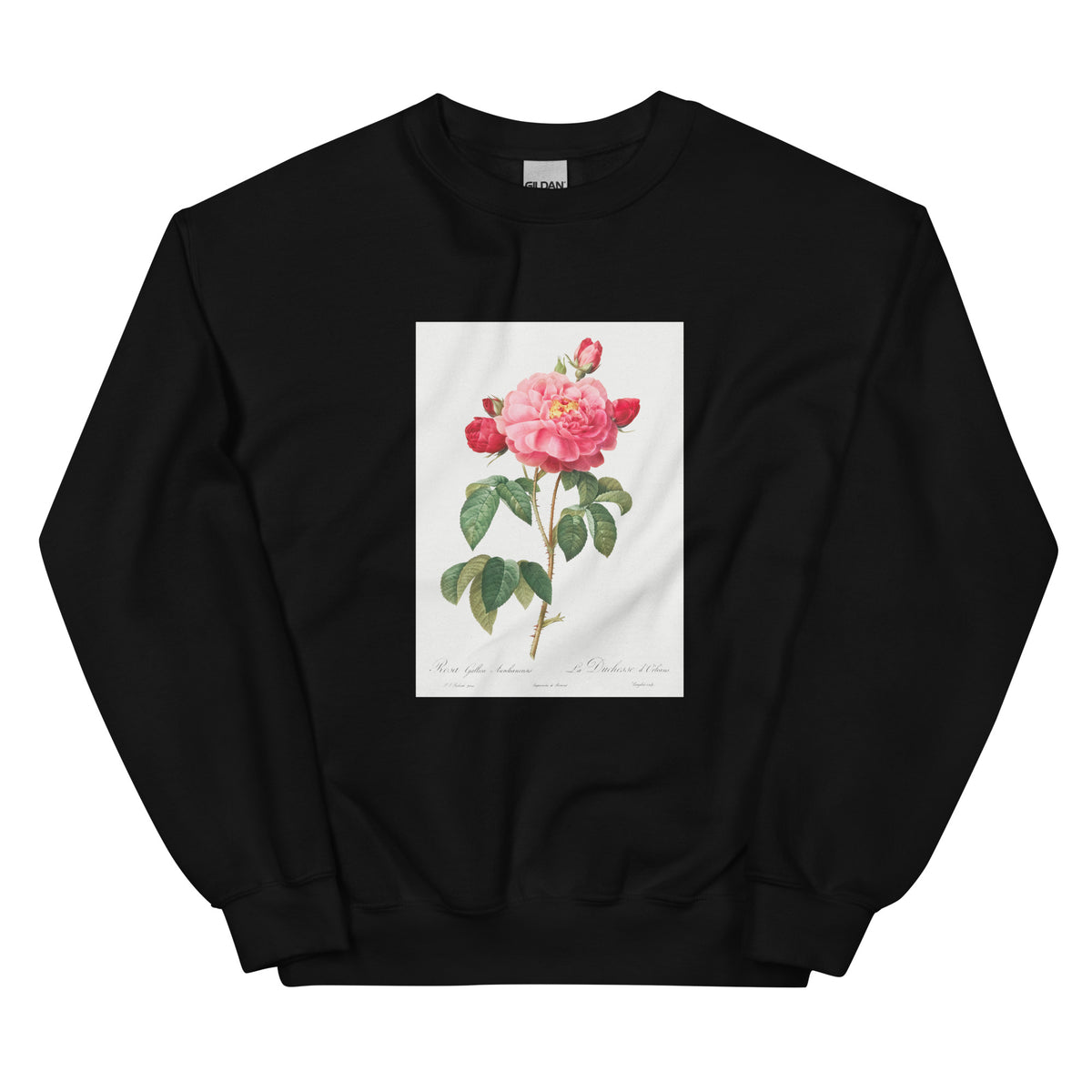 Black Sweater Gallic Rose Also Known As The Duchess Of Orleans Rosa Gallica Aurelianensis Essential