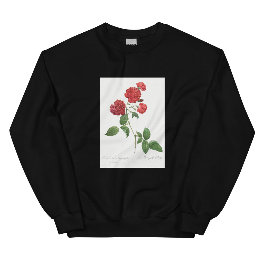 Black Sweater Red Cabbage Rose Also Known As Bengal Eyelet Rosa Indica Caryophyllea - Pierre-Joseph Redoute Original From The Library Of Congress 1817 Essential