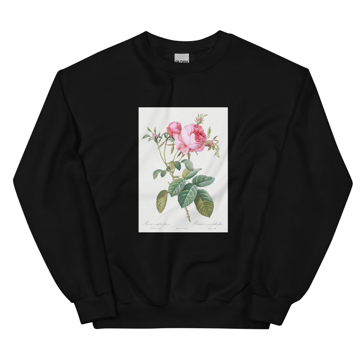 Black Sweater Rose De Mai Rosa Centifolia Foliacea Essential