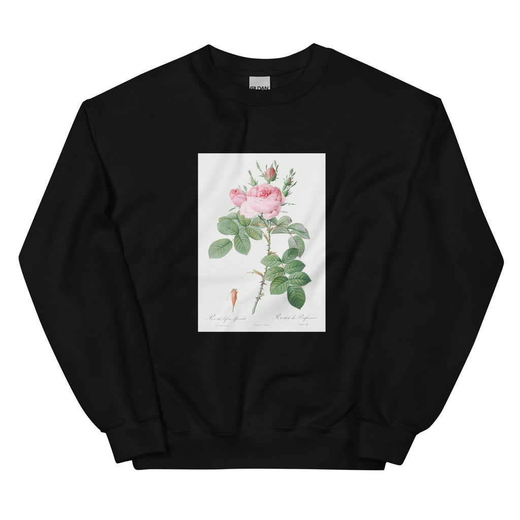 Black Sweater Rosa Bifera Officinalis Also Known As Rose Of Perfume Essential