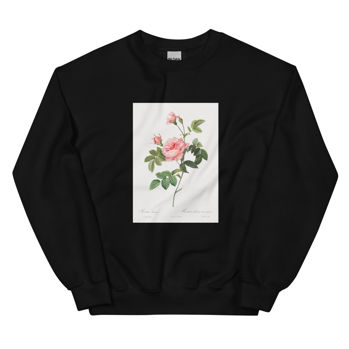 Black Sweater Boursault Rose Also Known As Rose Turbine Without Thorns Rosa Inermis Essential