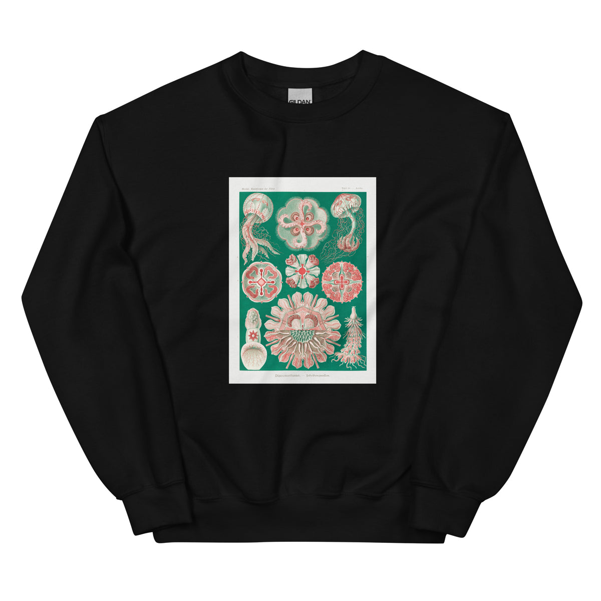 Black Sweater Discomedusae Schweibenquallen Essential