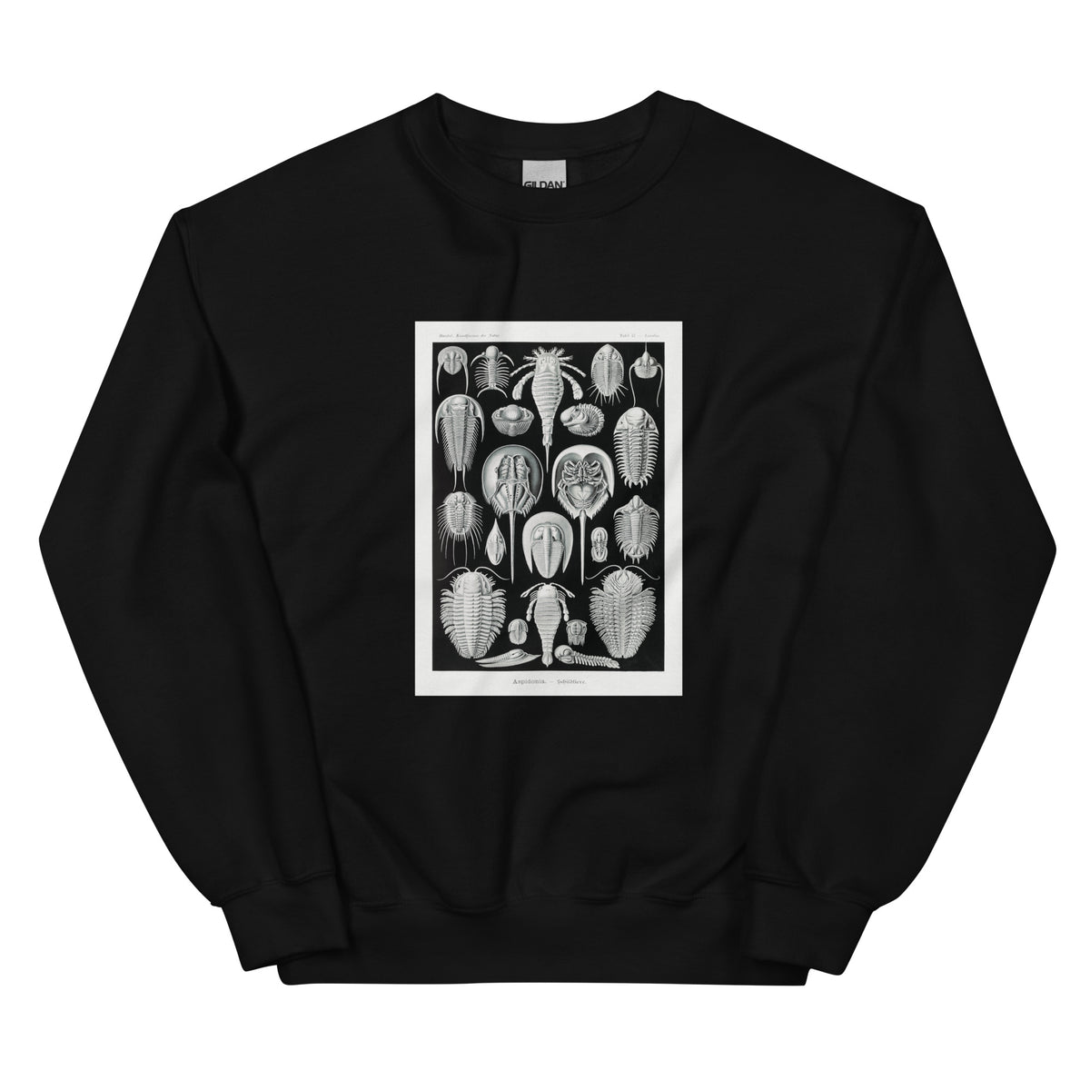 Black Sweater Aspidonia Schildtiere Essential