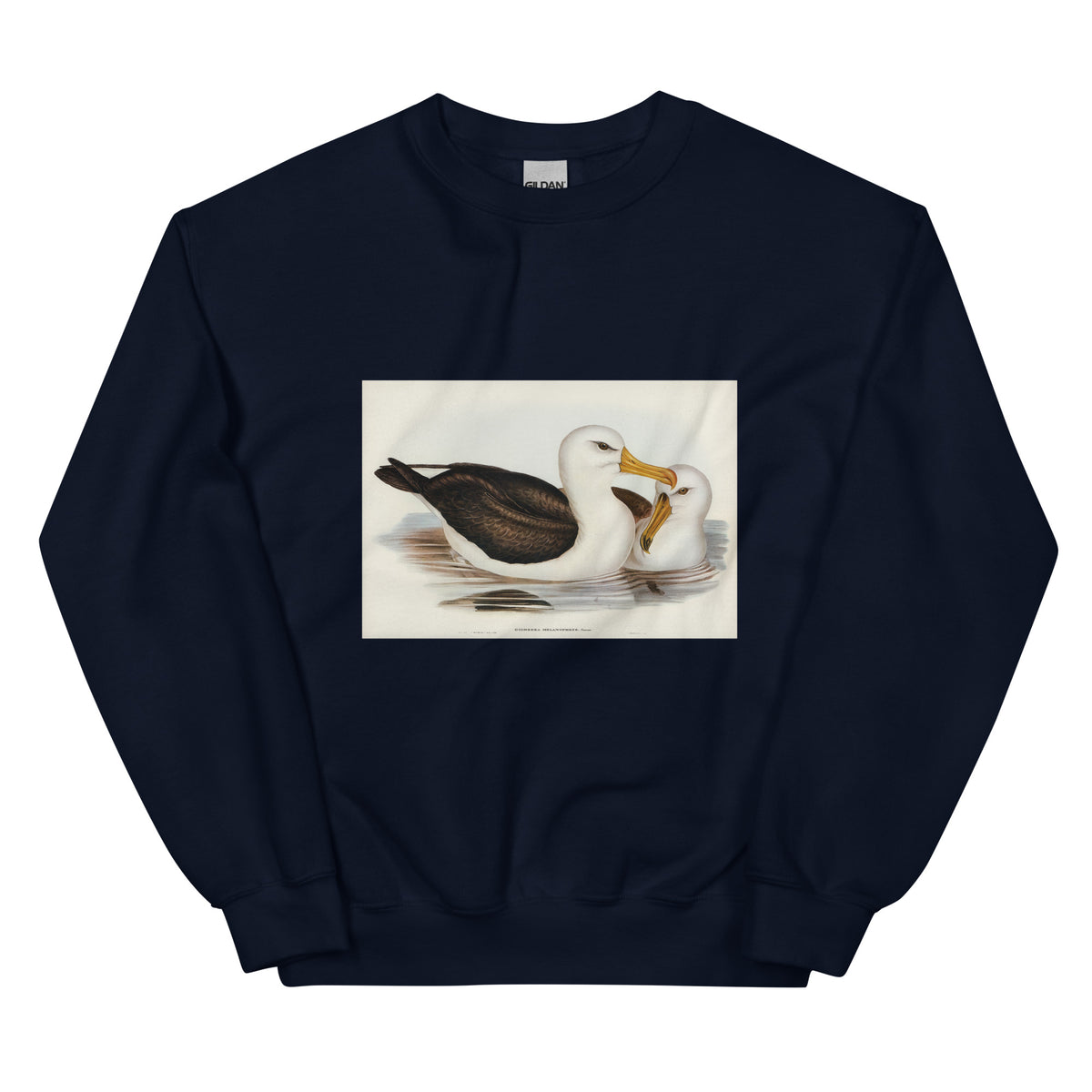 Navy Sweater Black-Eyebrowed Albatros Diomedea Melanophrys Illustrated - Elizabeth Gould 1804 Essential