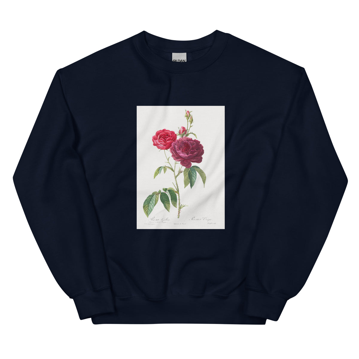 Navy Sweater Purple French Rose Rosa Gallica Purpuro-Violacea Magna Essential
