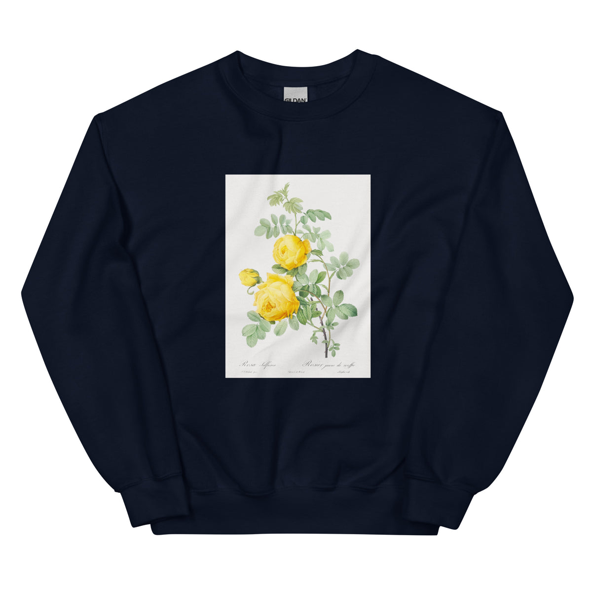 Navy Sweater Rosa Hemisphaerica Also Known As Yellow Rose Of Sulfur Rosa Sulfurea Essential