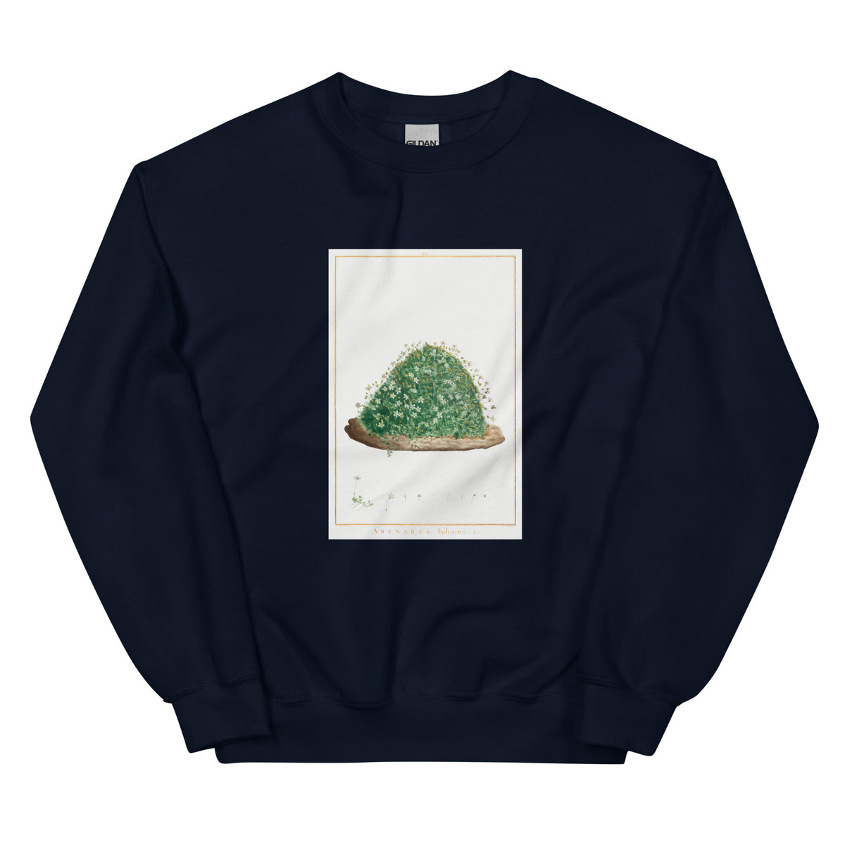 Navy Sweater Arenaria Balearica Image - Pierre-Joseph Redoute And Charles Louis L Heritier 1784 Essential