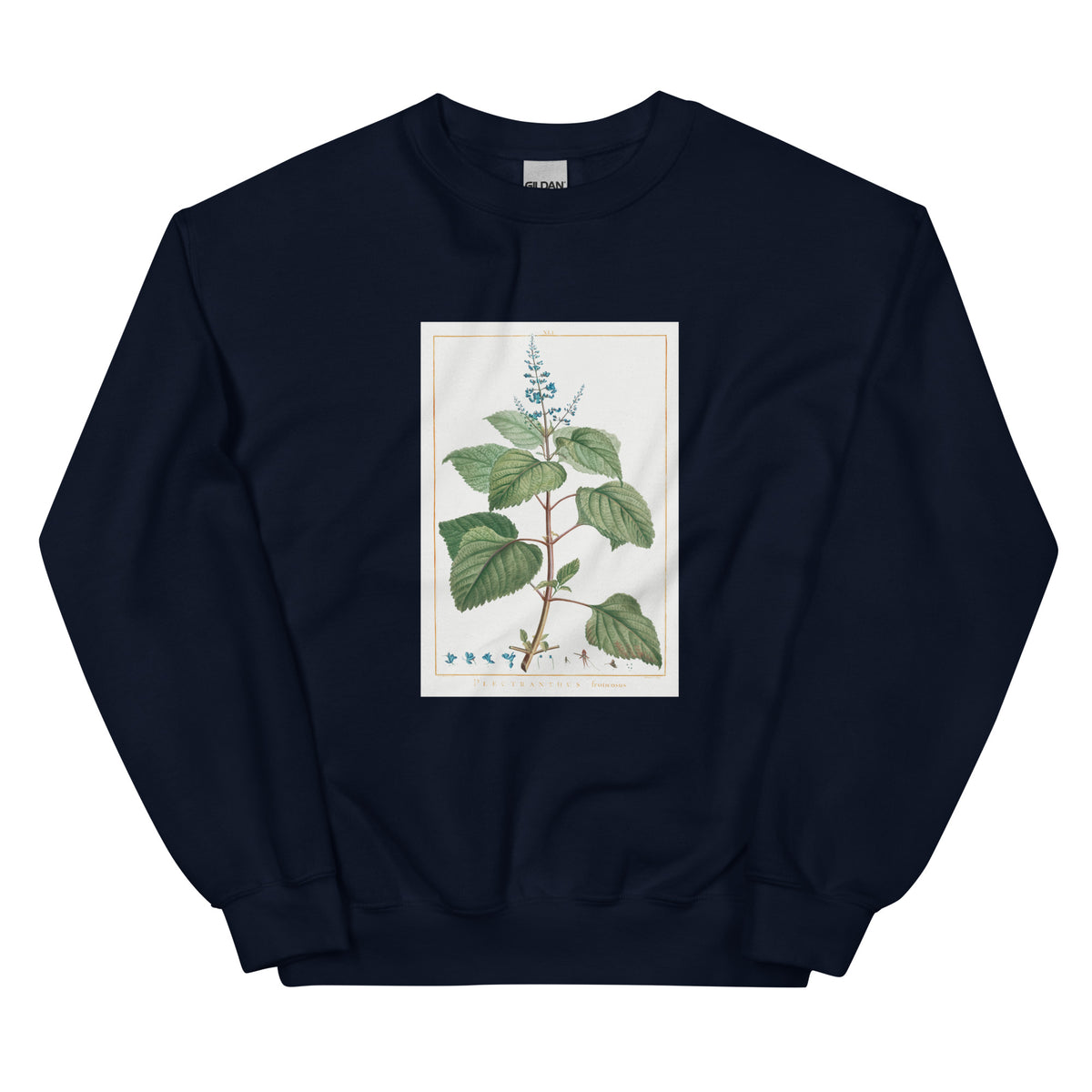 Navy Sweater Plectranthus Fruticosus Image - Pierre-Joseph Redoute And Charles Louis 1784 Essential