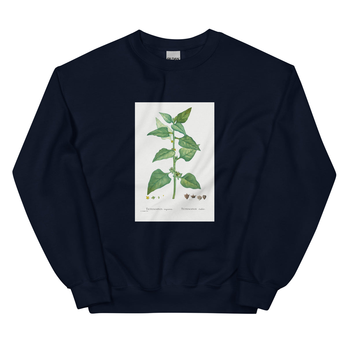 Navy Sweater Tetragonia Expansa New Zealand Spinach Essential