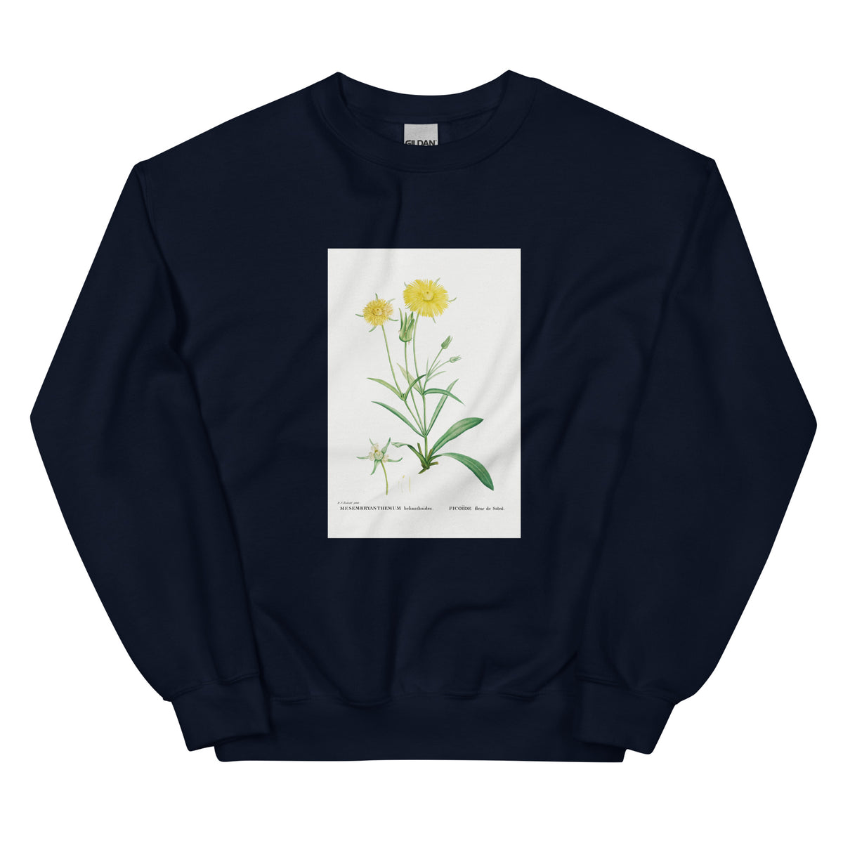 Navy Sweater Mesembryanthemum Helianthoides Spatula Leaved Fig Marigold - Pierre-Joseph 1799 Essential