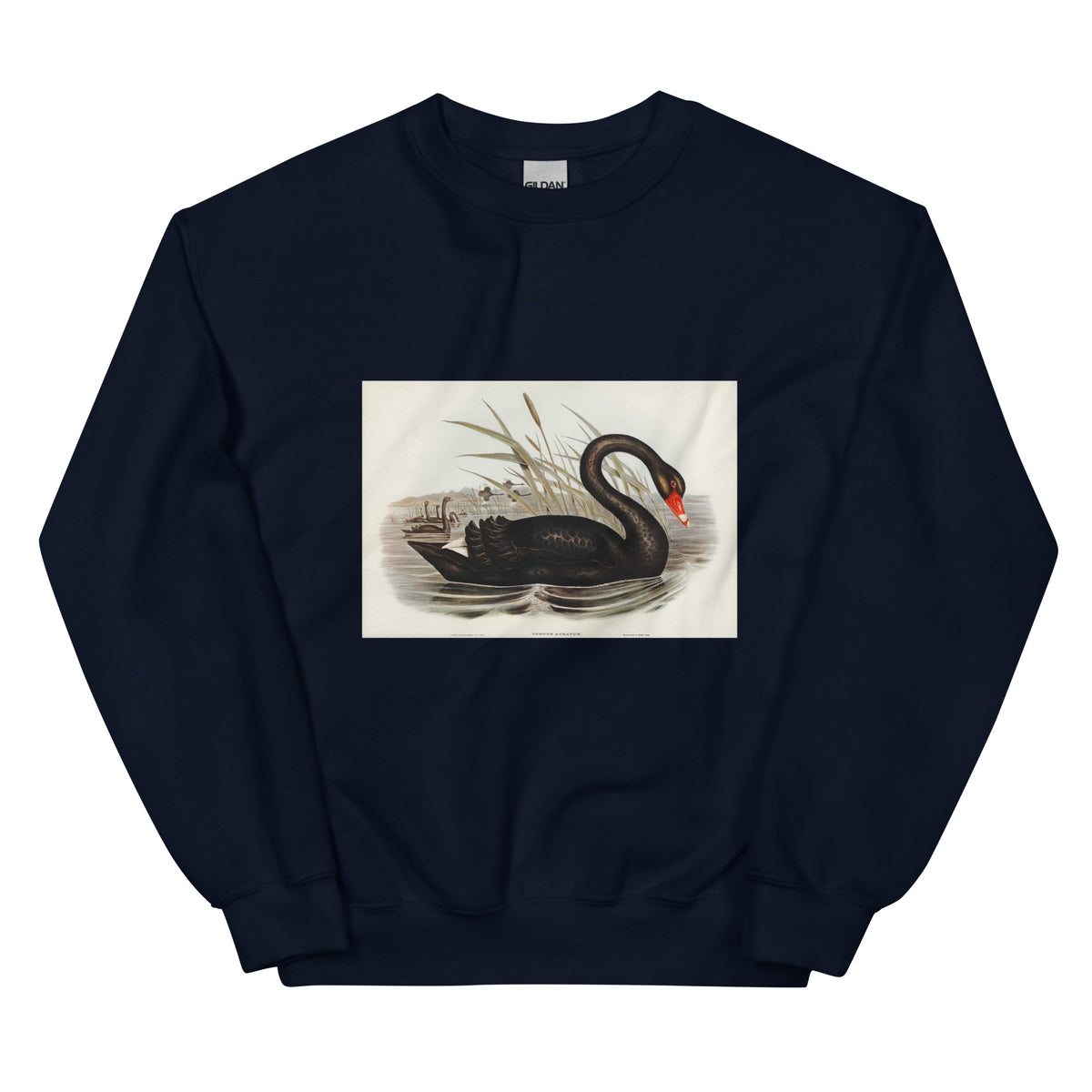 Navy Sweater Black Swan Cygnus Atratus Illustrated - Elizabeth Gould 1804 Essential