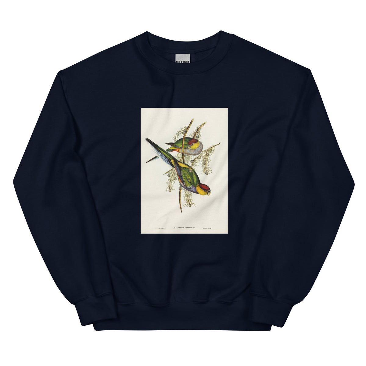Navy Sweater Red-Capped Parakeet Platycercus Pileatus Illustrated - Elizabeth Gould 1804 Essential