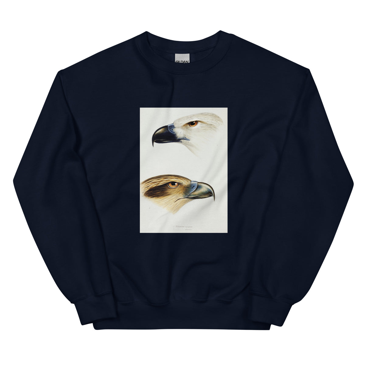 Navy Sweater 1 White-Bellied Sea Eagle Haliaeetus Leucogaster 2 Whistling Kite Haliastur Sphenurus Illustrated Essential
