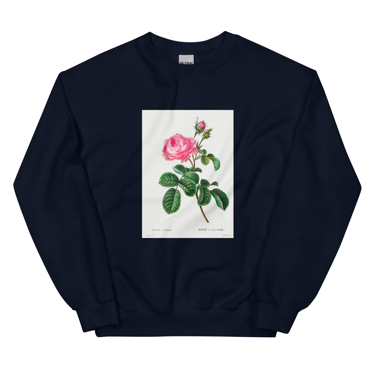 Navy Sweater Cabbage Rose Rosa Centifolia Essential