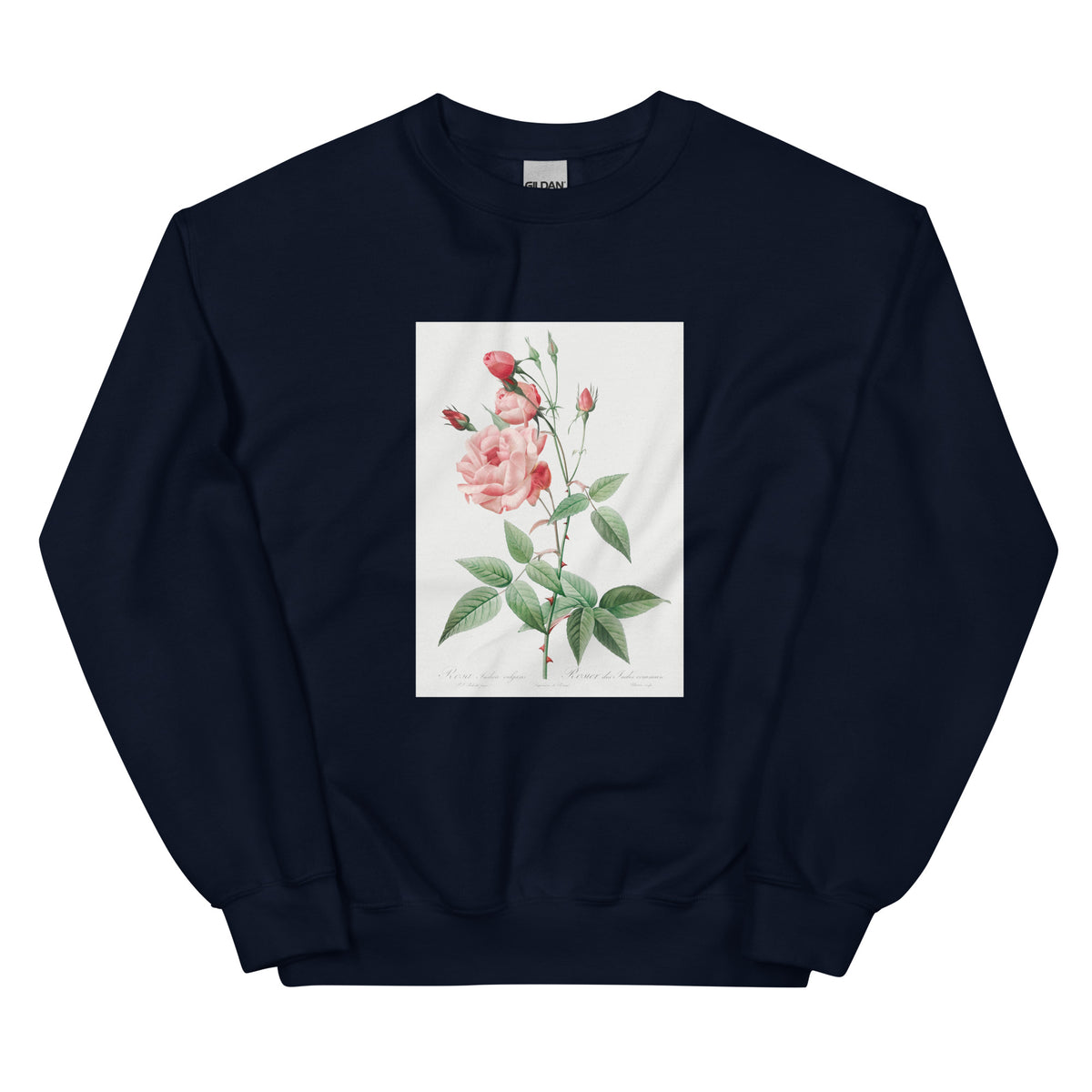 Navy Sweater Old Blush China Also Known As Common Rose Of India Rosa Indica Vulgaris Essential