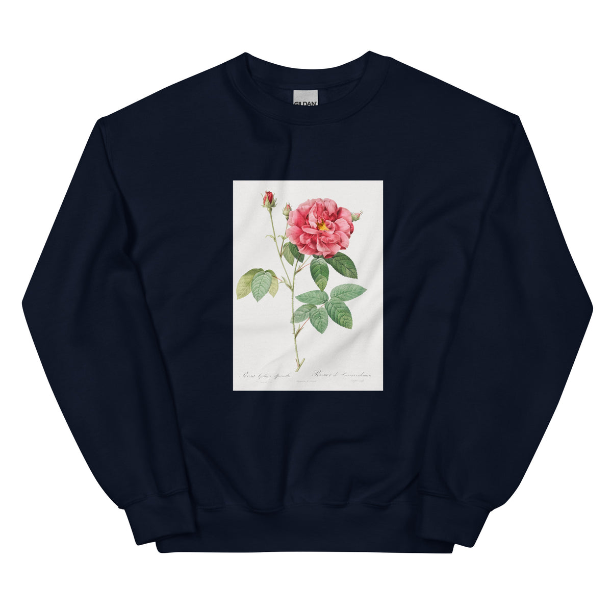 Navy Sweater French Rose Also Known As Ordinary Provins Rosebush Rosa Galluca Offuenalis Essential
