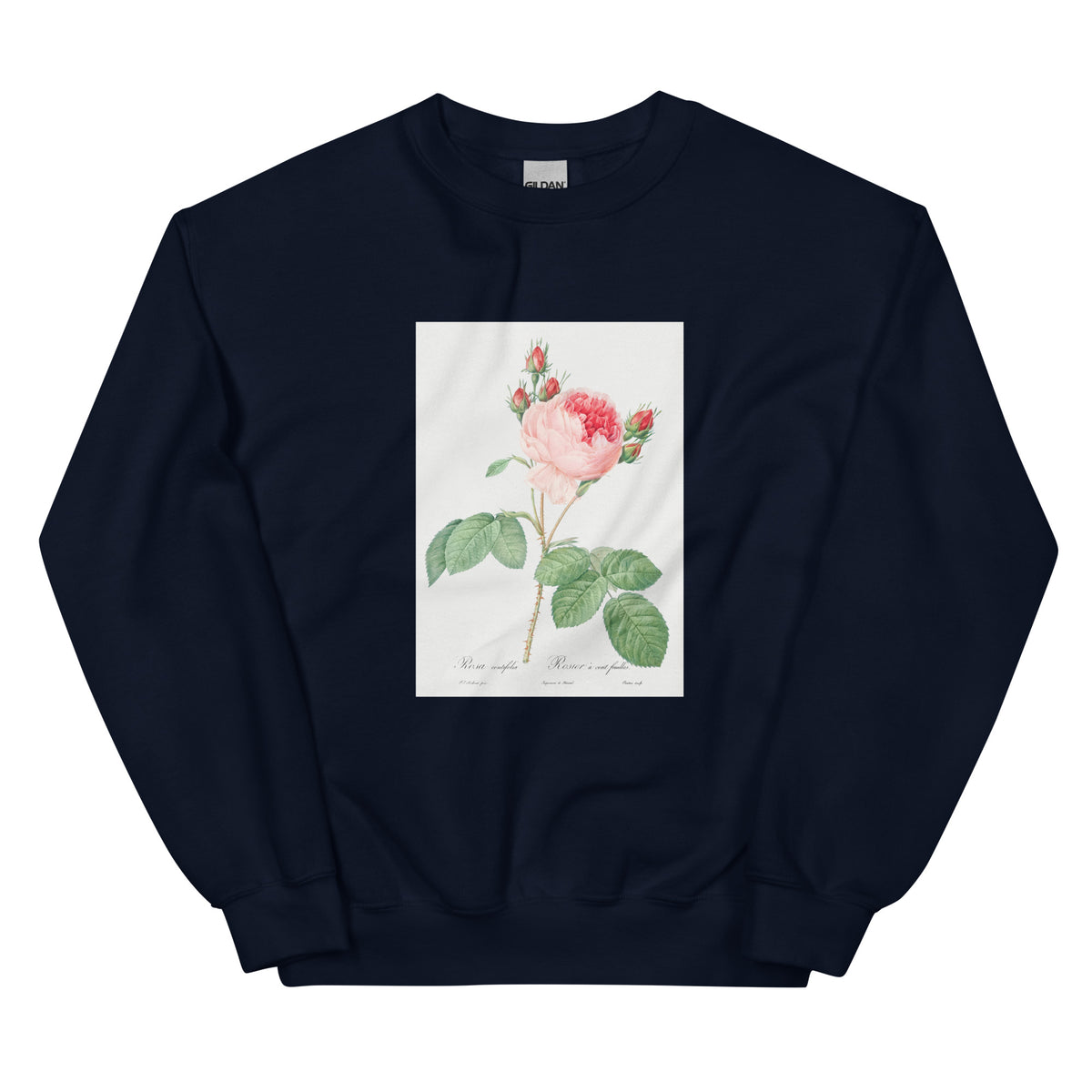 Navy Sweater Cabbage Rose Also Known As One Hundred-Leaved Rose Rosa Centifolia Essential