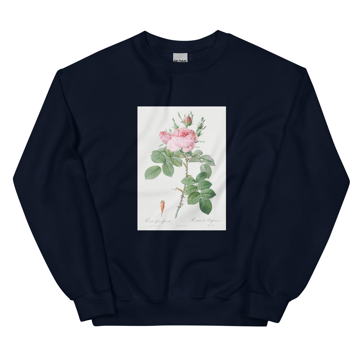 Navy Sweater Rosa Bifera Officinalis Also Known As Rose Of Perfume Essential