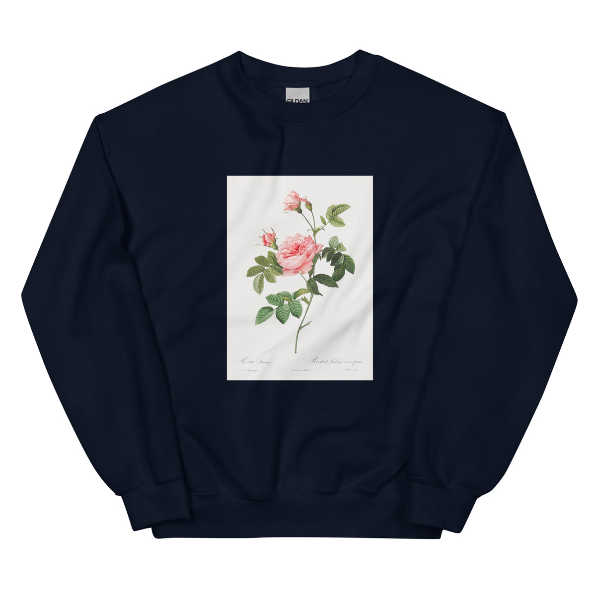 Navy Sweater Boursault Rose Also Known As Rose Turbine Without Thorns Rosa Inermis Essential