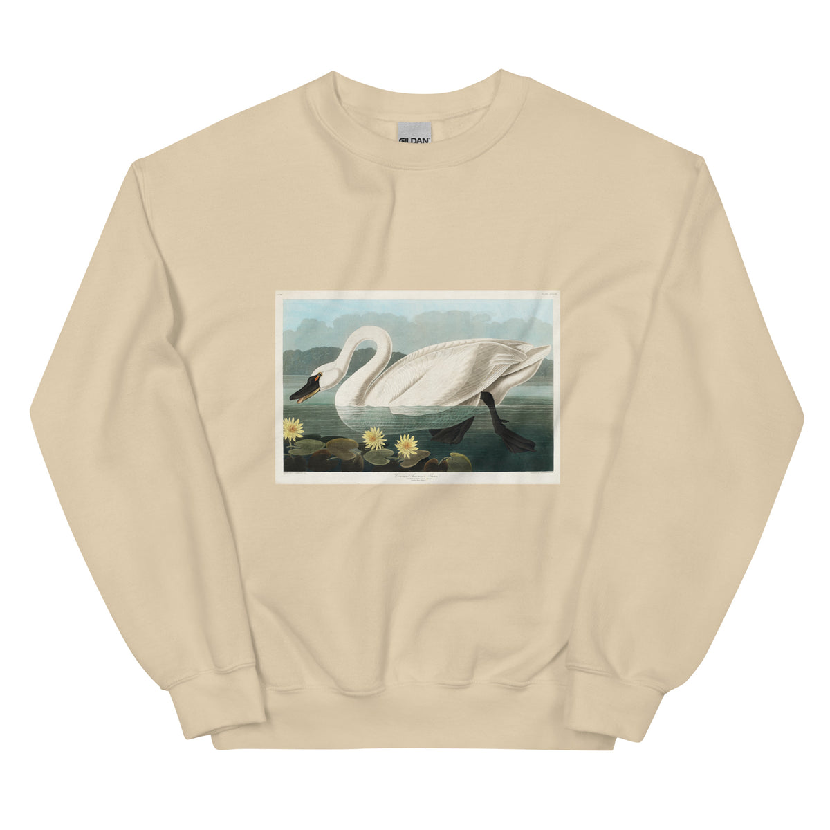 Sand Sweater Common American Swan - John James Audubon 1827 Essential