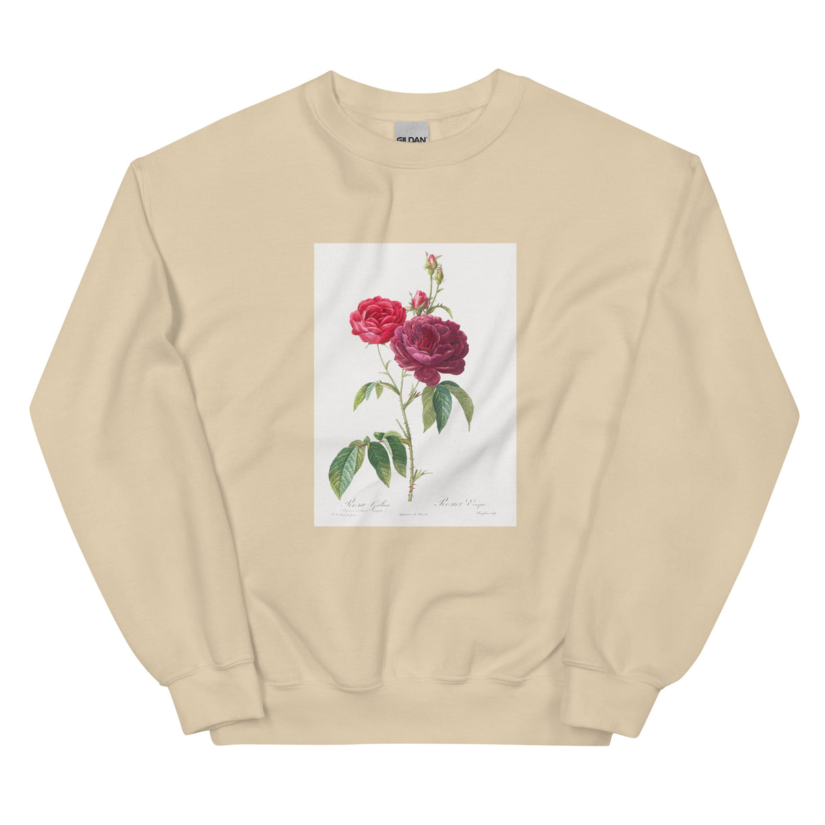 Sand Sweater Purple French Rose Rosa Gallica Purpuro-Violacea Magna Essential