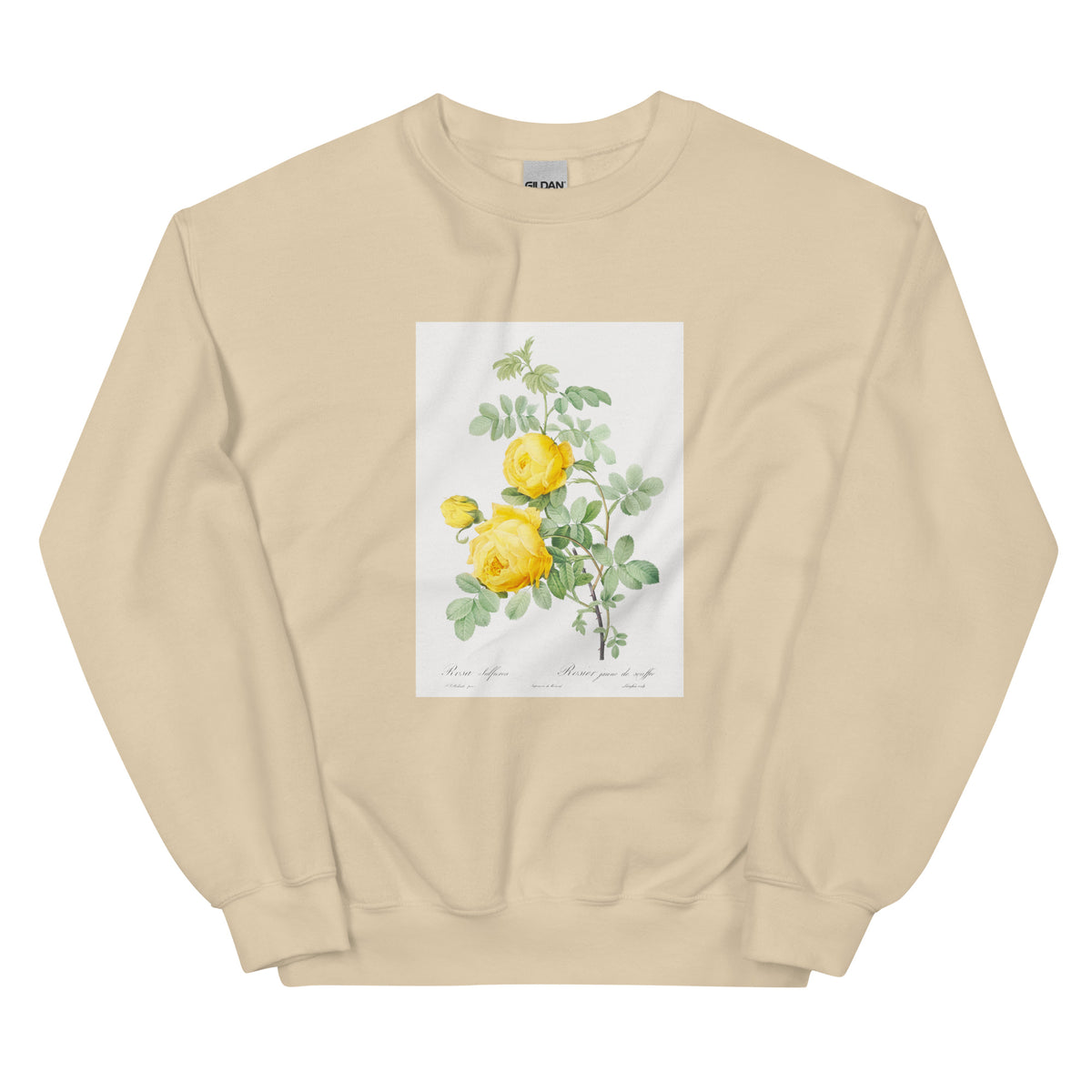 Sand Sweater Rosa Hemisphaerica Also Known As Yellow Rose Of Sulfur Rosa Sulfurea Essential