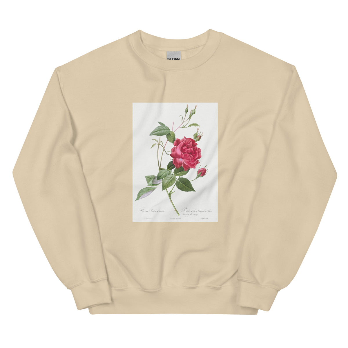 Sand Sweater Blood-Red Bengal Rose Rosa Indica Cruneta Essential