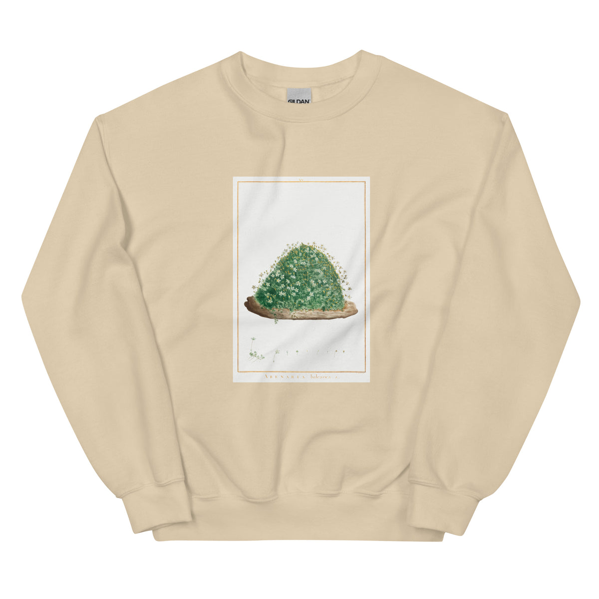 Sand Sweater Arenaria Balearica Image - Pierre-Joseph Redoute And Charles Louis L Heritier 1784 Essential
