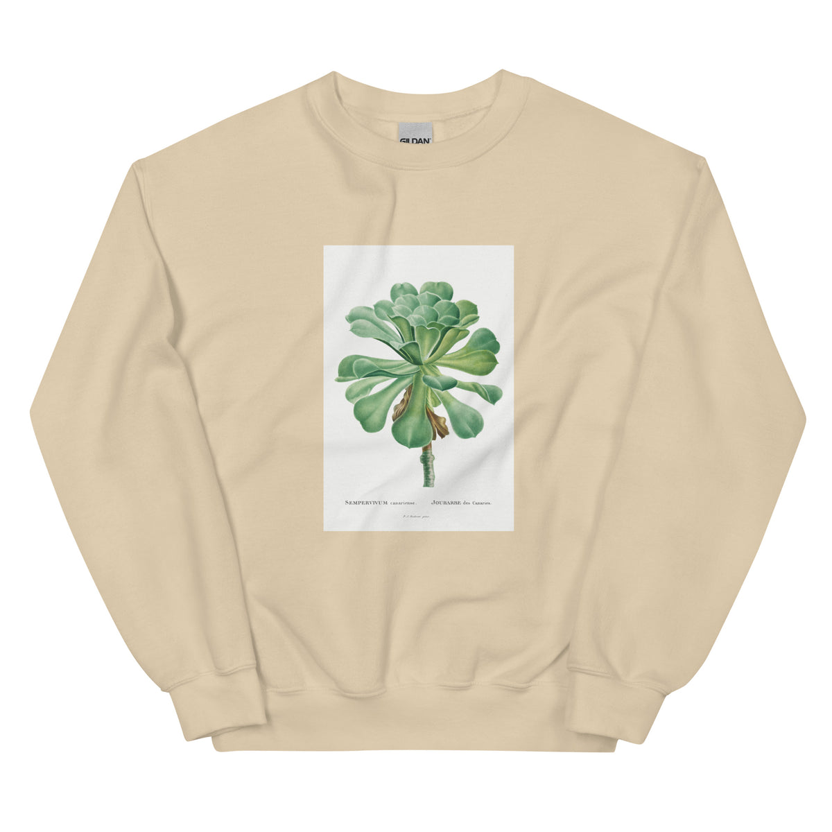 Sand Sweater Sempervivum Canariense Image Essential