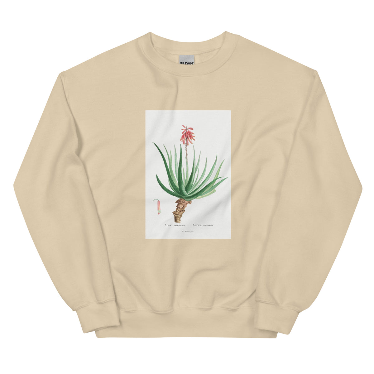 Sand Sweater Aloe Socotrina Image Essential