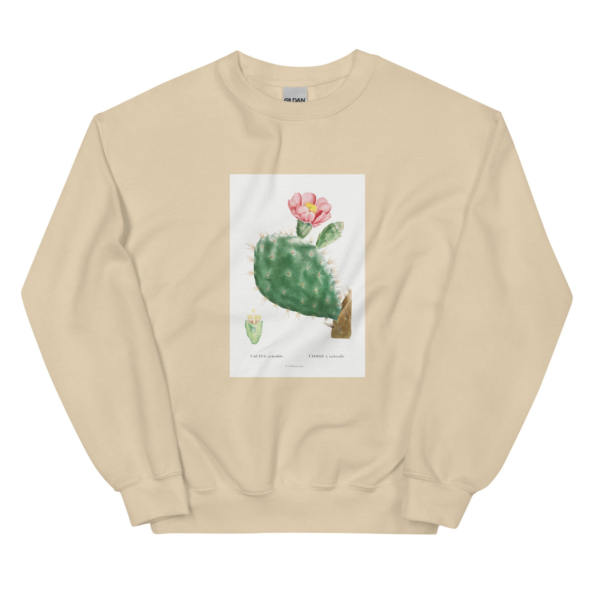 Sand Sweater Cactus Cochenillifer Image Essential